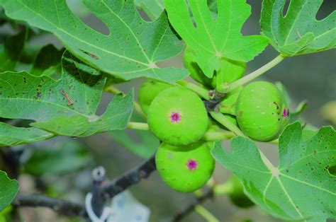 無花果樹英文|無花果樹的英文單字，無花果樹的英文是什麽